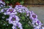 Verbena hybrida Hurricane Blue