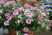 Verbena hybrida Hurricane Pink