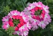 Verbena hybrida Hurricane Pink