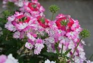 Verbena hybrida Hurricane Pink