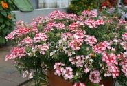 Verbena hybrida Hurricane Red