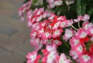 Verbena hybrida Hurricane Red