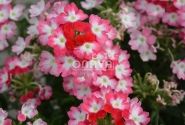 Verbena hybrida Hurricane Red