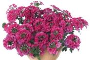 Verbena hybrida Vera Rose (XXL)