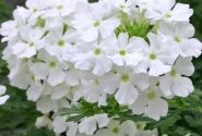 Verbena hybrida Vera White Impr.