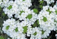 Verbena hybrida Vera White Impr.