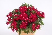 Verbena hybrida Vera Scarlet Eye (XXL)