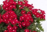 Verbena hybrida Vera Scarlet Eye (XXL)