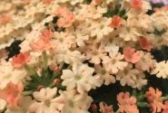 Verbena hybrida Vera Apricot