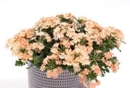 Verbena hybrida Vera Apricot