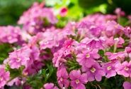 Verbena hybrida Vera Pink