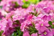 Verbena hybrida Vera Pink