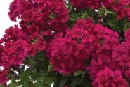 Verbena hybrida Estrella Merlot Improved