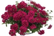 Verbena hybrida Estrella Merlot Improved