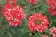 Verbena hybrida Voodoo Red Star