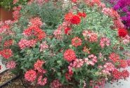 Verbena hybrida Voodoo Red Star