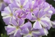 Verbena hybrida Voodoo Lavender Star