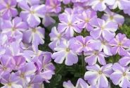 Verbena hybrida Voodoo Lavender Star
