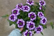 Verbena hybrida Vera Blue Bicolor
