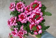 Verbena hybrida Vera Red Bicolor