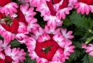 Verbena hybrida Vera Red Bicolor