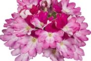 Verbena hybrida Vera Pink Bicolor