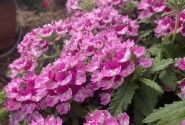 Verbena hybrida Vera Pink Bicolor