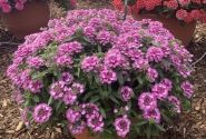 Verbena hybrida Vera Pink Bicolor (XXL)