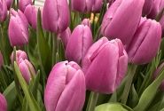 Tulipa, triumfa Argos