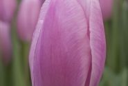 Tulipa, triumfa Argos (DZESĒTI)