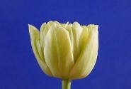 Tulipa, agra, pild. z. Avant Garde (DZESĒTI)