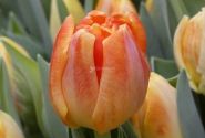 Tulpe, agra, pild. z. Apricot Symbiose (DZESĒTI)