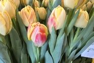 Tulpe, agra, pild. z. Apricot Symbiose (DZESĒTI)