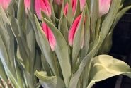 Tulipa, triumfa Bolroyal Pink
