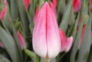 Tulipa, triumfa Bolroyal Pink (DZESĒTI)