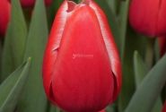 Tulipa, triumfa Kung Fu (DZESĒTI)