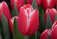 Tulipa, triumfa Kung Fu (DZESĒTI)