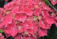 Hydrangea macrophylla Royal Red, 17 cm podā