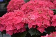 Hydrangea macrophylla Hot Red, 17 cm podā