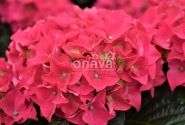 Hydrangea macrophylla Hot Red, 17 cm podā