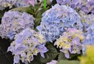 Hydrangea macrophylla Early Blue, 17 cm podā