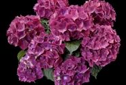 Hydrangea macrophylla Hot Red Purple, 17 cm podā
