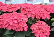 Hydrangea macrophylla Speedy Red, 9,5 cm podā