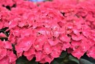 Hydrangea macrophylla Speedy Red, 9,5 cm podā