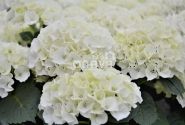 Hydrangea macrophylla Bianco, 9,5 cm podā