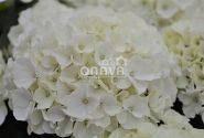 Hydrangea macrophylla Bianco, 9,5 cm podā