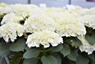Hydrangea macrophylla Bianco, 9,5 cm podā