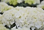 Hydrangea macrophylla Bianco, 9,5 cm podā