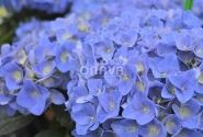 Hydrangea macrophylla Jip Blue, 13 cm podā