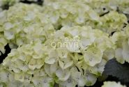 Hydrangea macrophylla Caipirinha, 13 cm podā